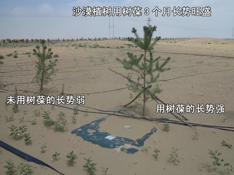 12沙漠植树用树葆3个月长势旺盛3.jpg