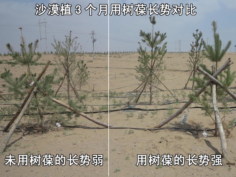 11沙漠植3个月用树葆长势对比.jpg