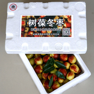 树葆冬枣