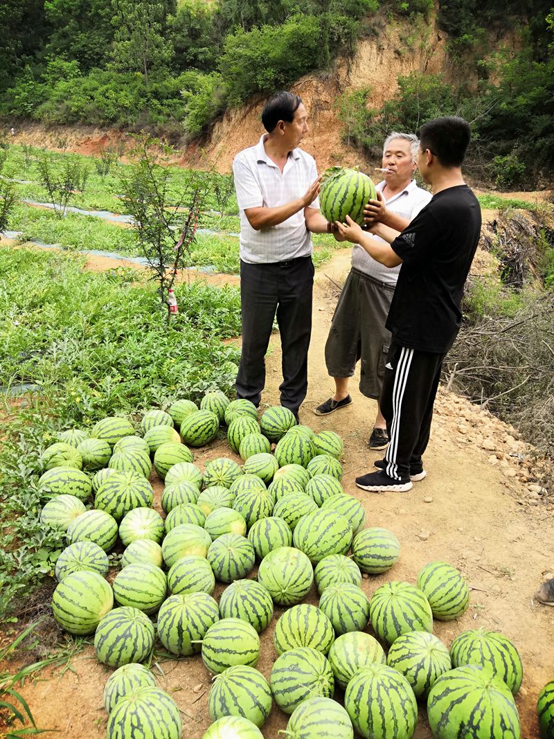08旱作西瓜喜获丰收.jpg