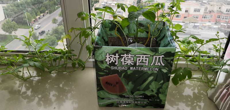 17吃树葆西瓜，在阳台种瓜，树葆营造美丽家园.jpg