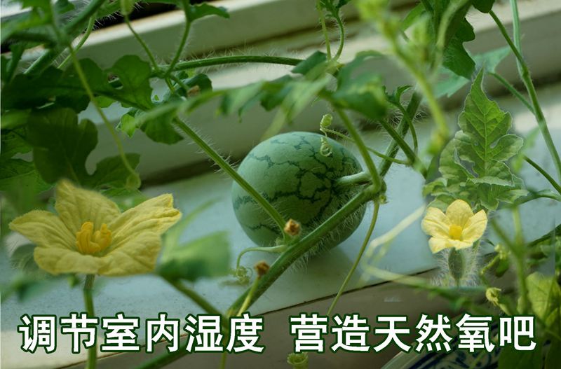 18调节室内湿度 营造天然氧吧.jpg