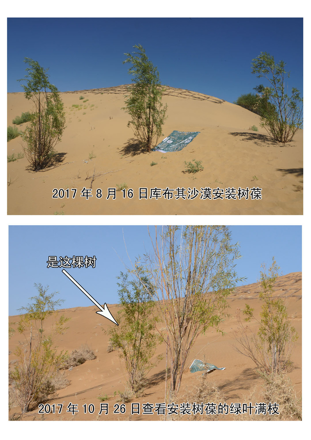 4进入秋季对比照片.jpg
