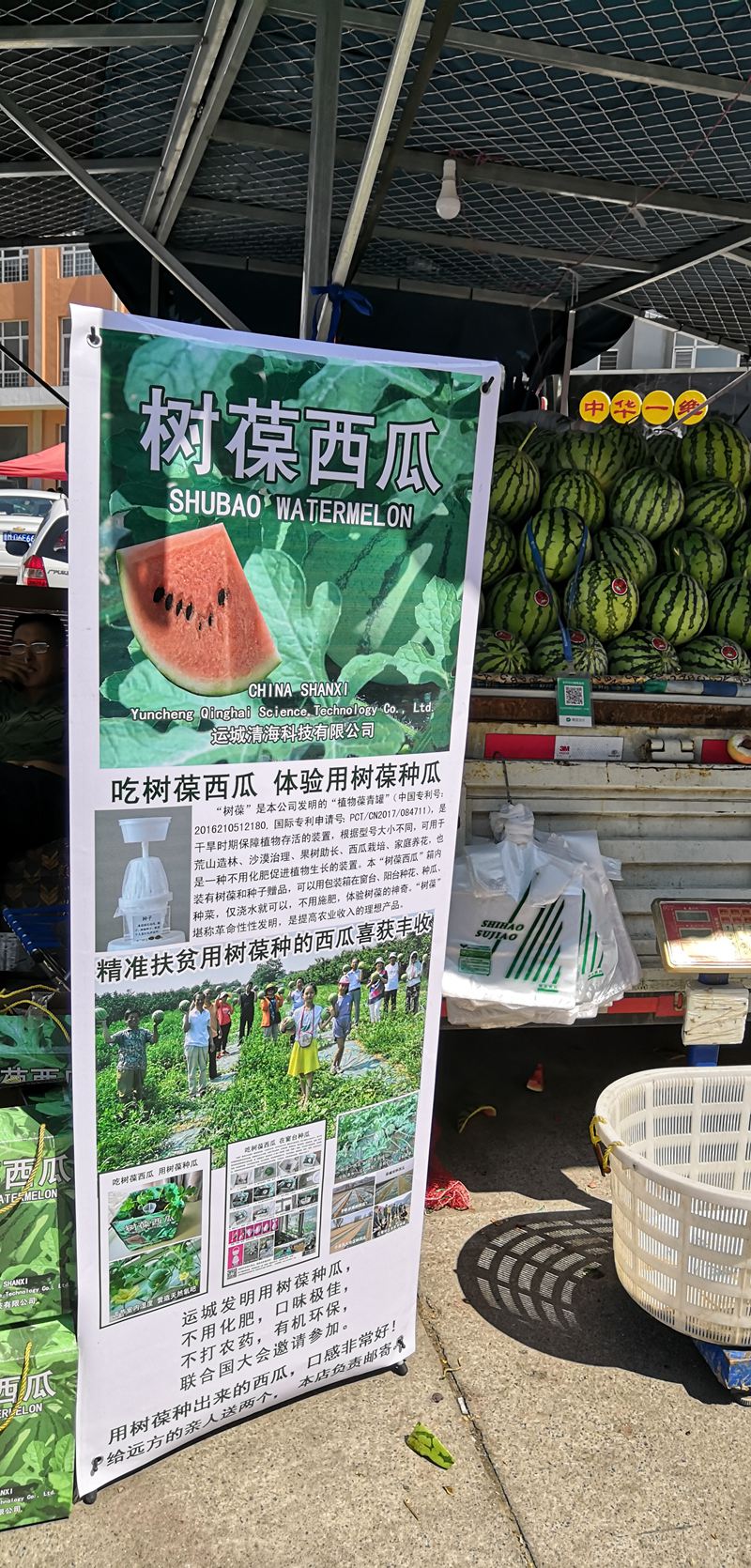 15树葆西瓜上市.jpg
