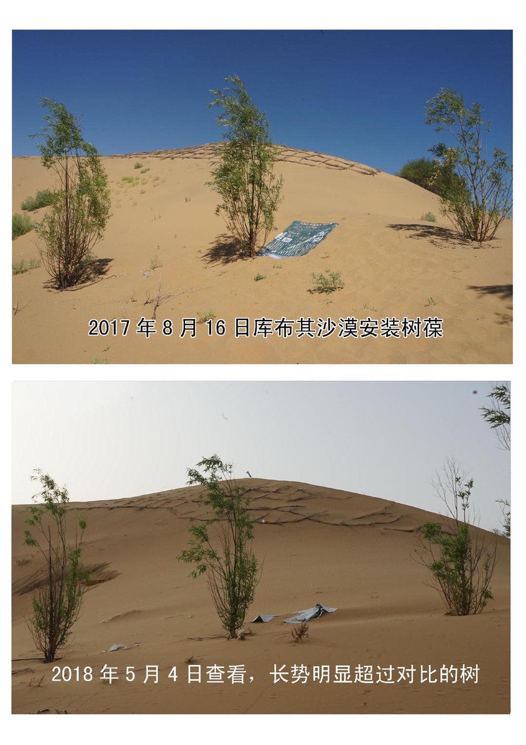 5进入第二年春季对比照片.jpg