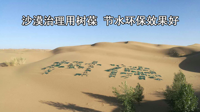 2沙漠治理用树葆 节水环保效果好.jpg