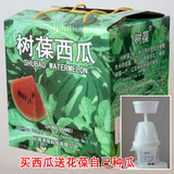 树葆西瓜一箱
