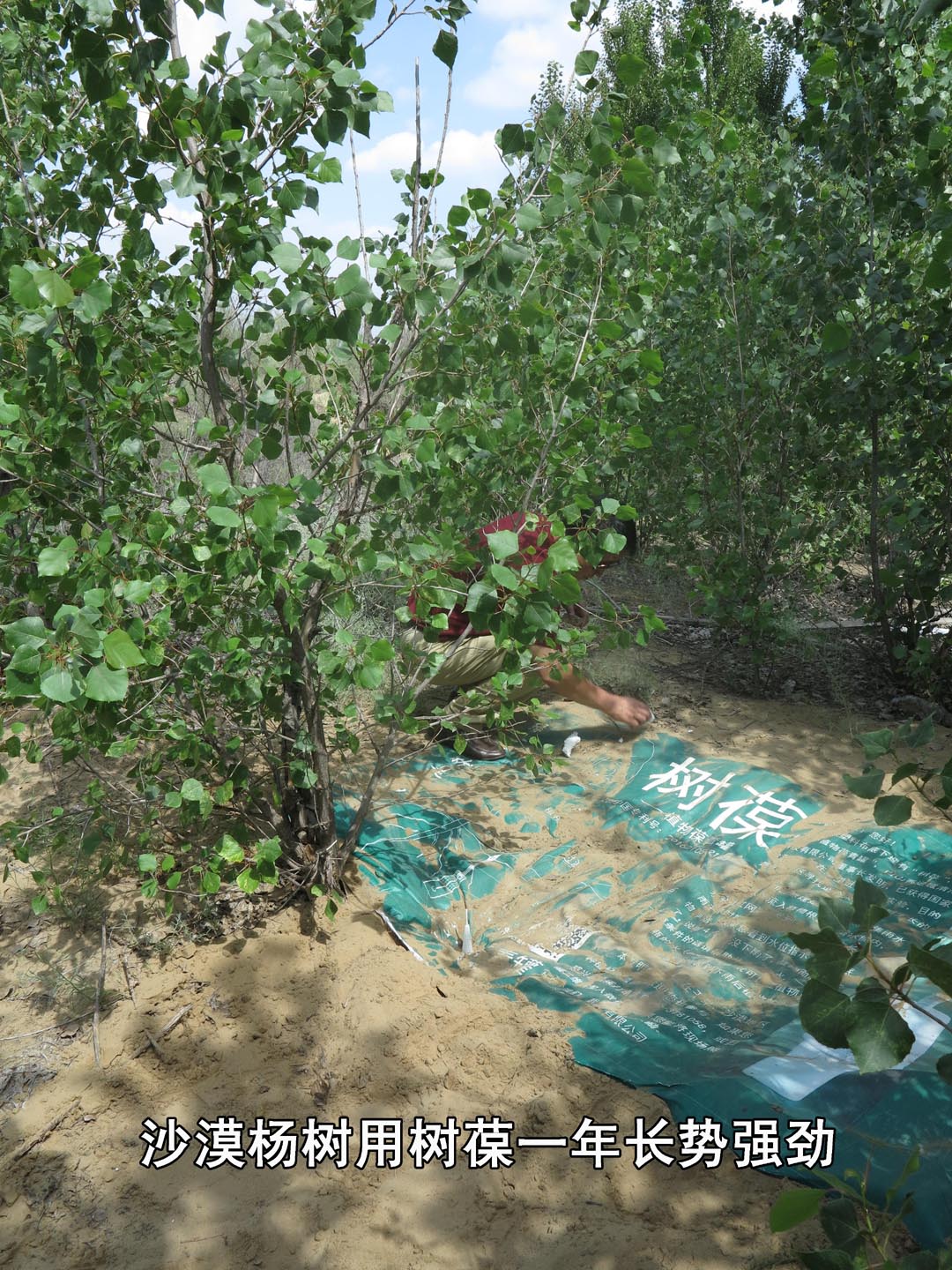 8沙漠杨树用树葆一年长势强劲.jpg
