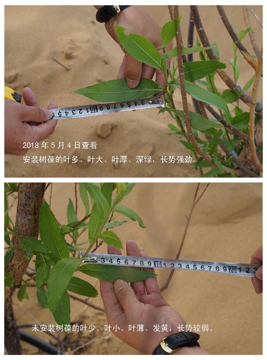6第二年春季叶子对比照片.jpg