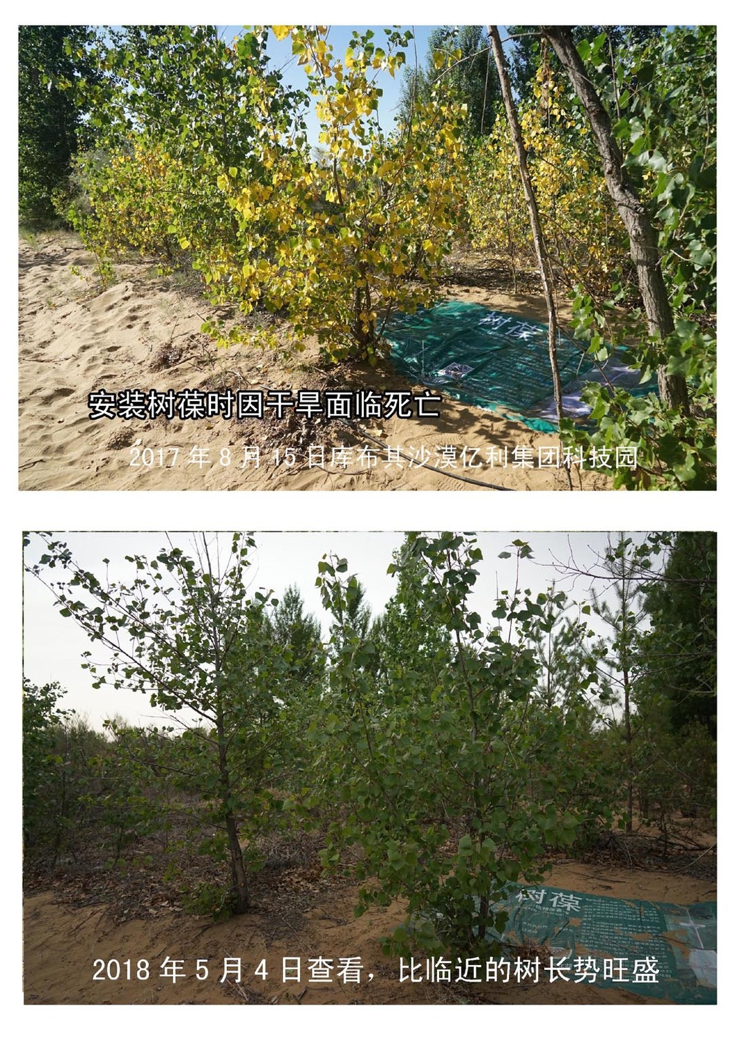 7日库布其沙漠杨树安装树葆长势旺盛.jpg