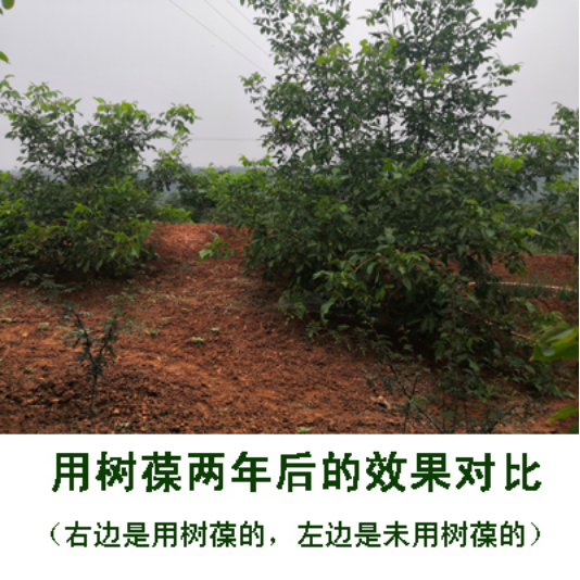 《今日中国》钱学森与中国沙产业专刊介绍“树葆”5416.png