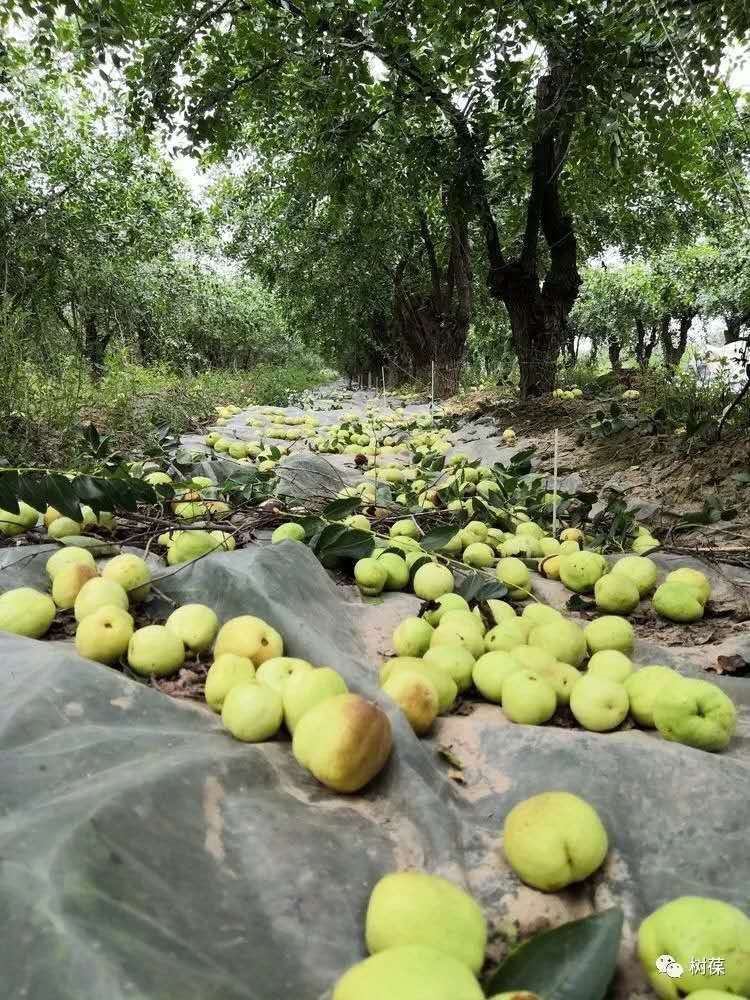 the datian jujube tree with "shubao" was put on the market early